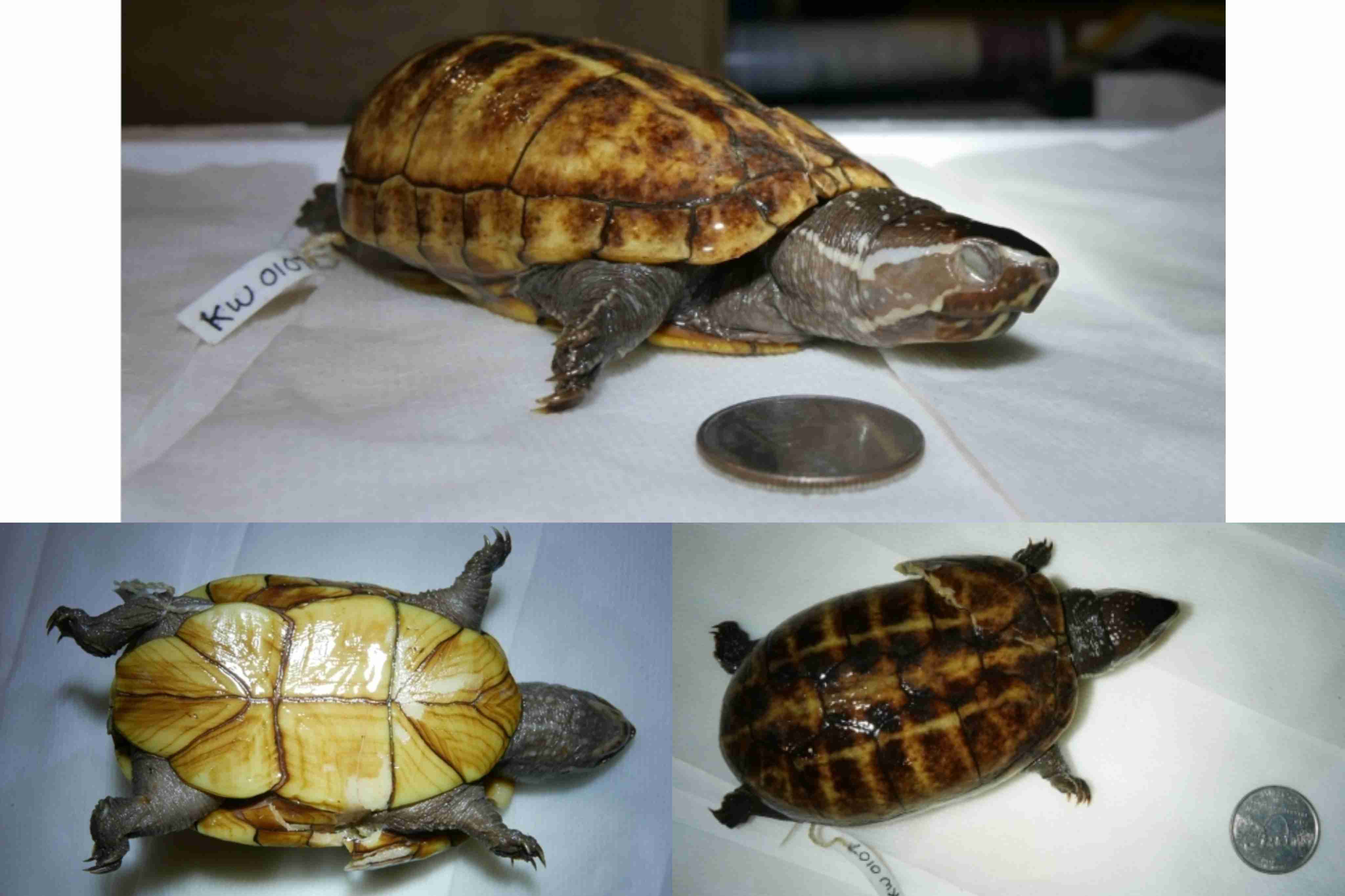 <p>What is the family and scientific name for this turtle?</p>