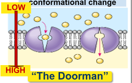 <p>What is Active Transport?</p>