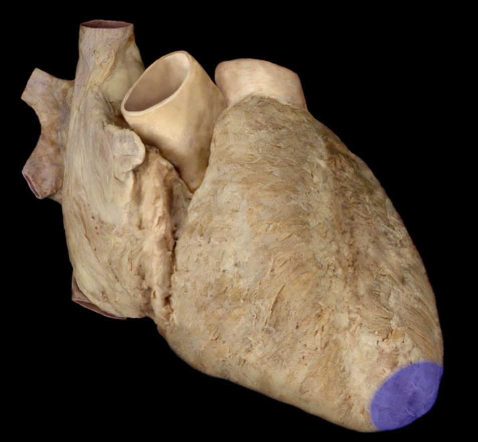 <p>Name the structure</p>