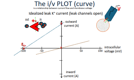 <ul><li><p>the IV relationship for a leak potassium channel is linear, forming a straight line </p></li><li><p>current increases proportionally with voltage </p></li><li><p>there is no gating- the channel is always open </p></li><li><p>the line crosses the x-axis at equilibrium potential (EK) as this is when net potasssium current is 0</p></li><li><p>if the membrane is more positive that EK the there is outward current (graph climbs upwards)</p></li></ul><p></p>