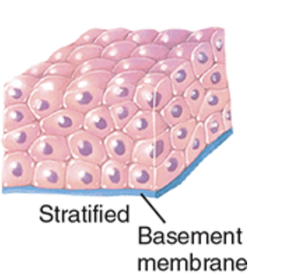 <p>consists of two or more layers of cells that protect underlying tissues in locations where there is considerable wear and tear</p>