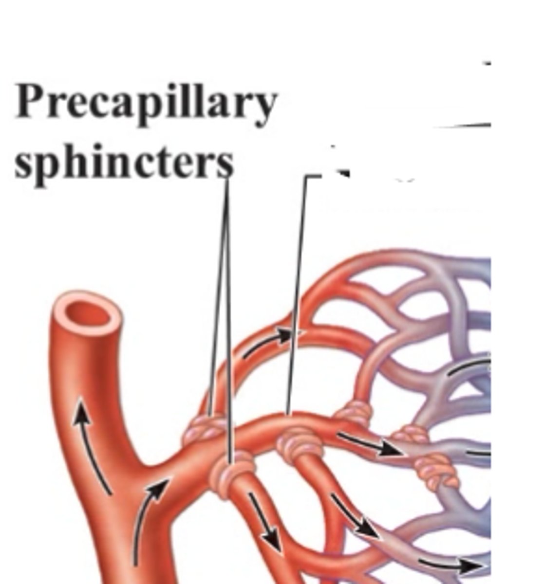 <p>control the blood flow into capillary beds.</p>
