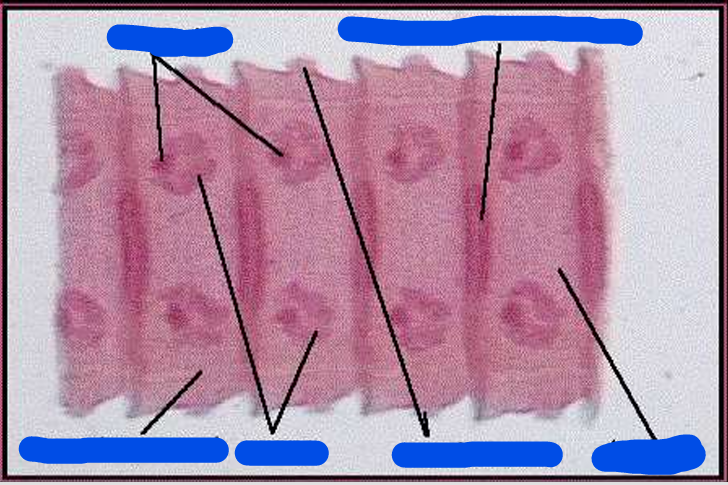 <p>species</p><p>parts</p>