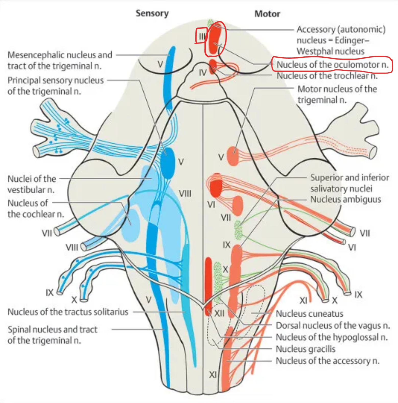 <p><strong>Oculomotor (III)</strong></p>