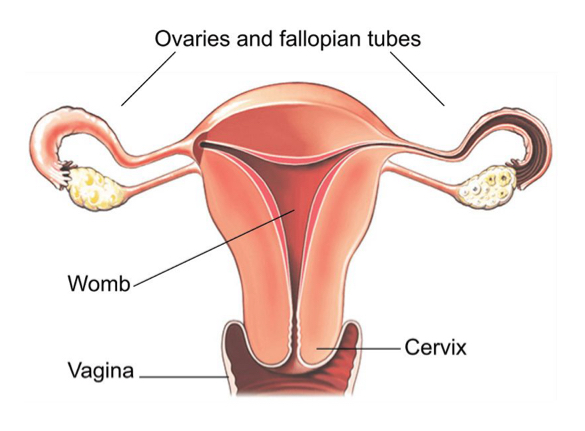 <p>removal of the uterus and fallopian tubes</p>