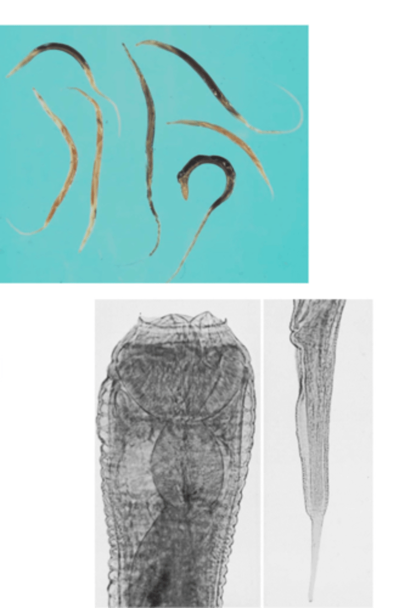 <p>equine pinworm</p>