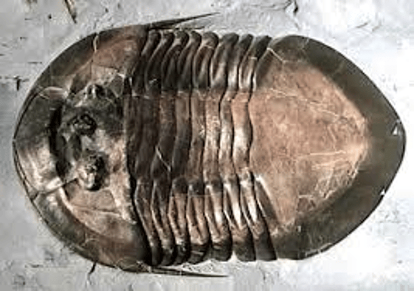 <p>Polymerid trilobite genus</p><p>a genus of asaphid trilobites from the middle and upper Ordovician period, fairly common in the Northeastern United States, northwest Manitoba, southwestern Quebec and southeastern Ontario.</p>