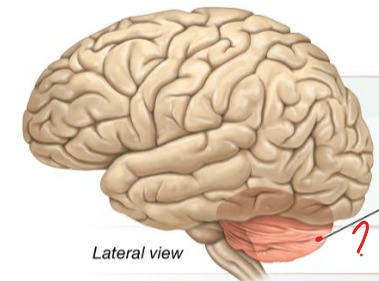 <p>Coordinates ongoing voluntary movement to reduce motor error</p>