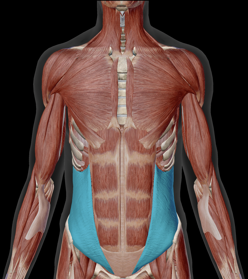 <p>Where does internal abdominal oblique insert?</p>