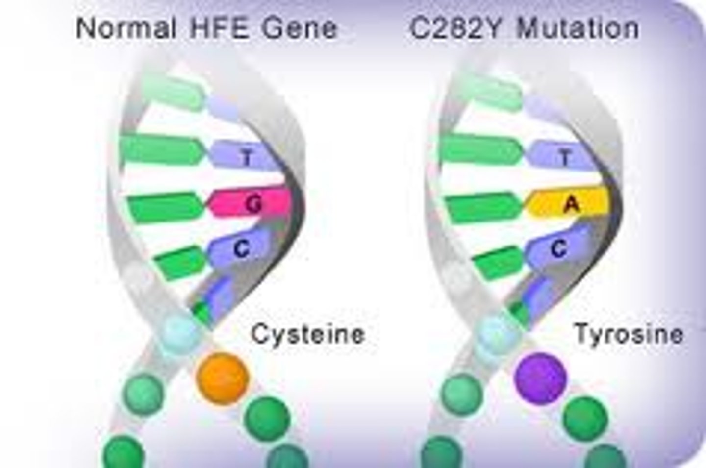 <p>changes in one or a few nucleotides that occur at a single point in the DNA sequence</p>