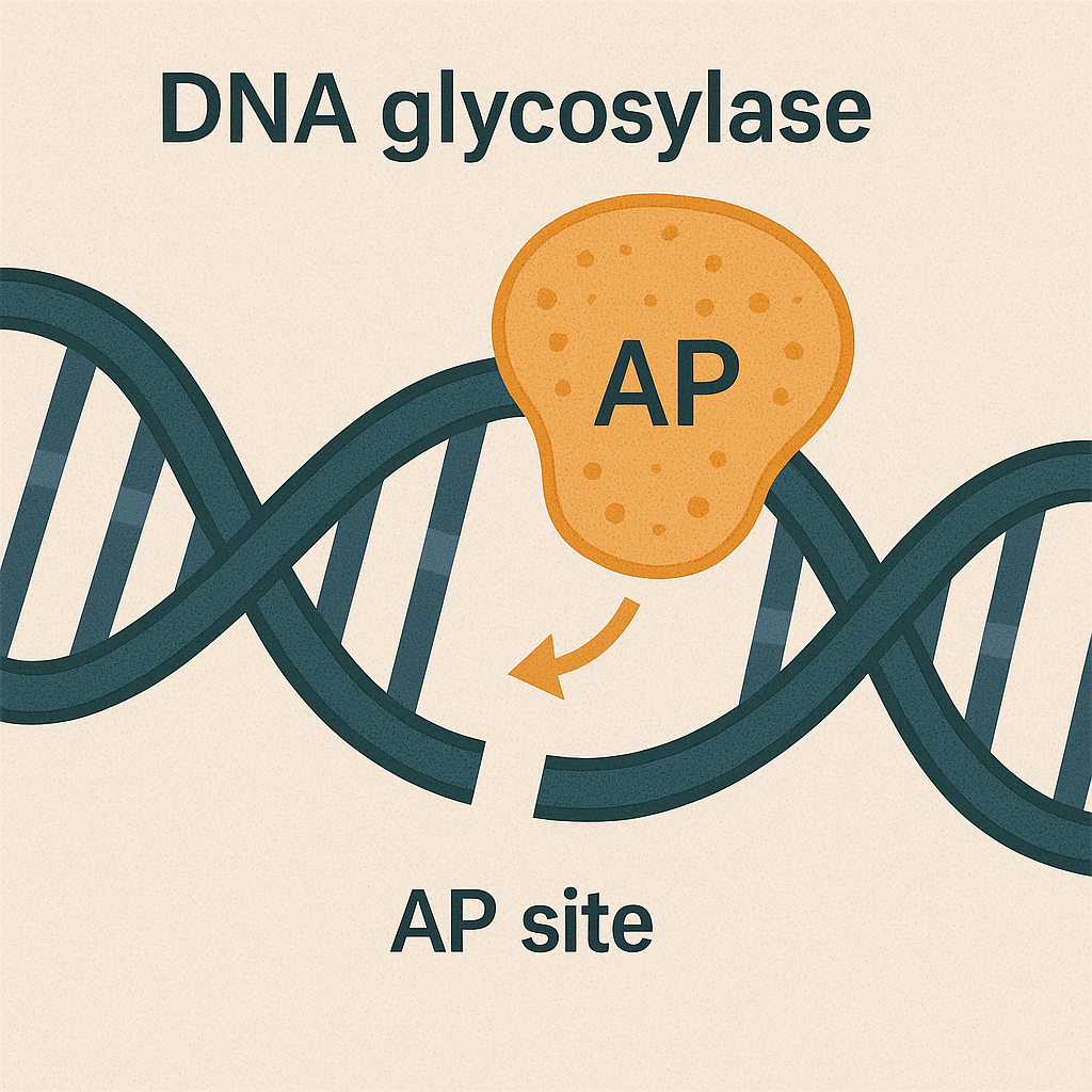 <p>DNA glycosylase</p>