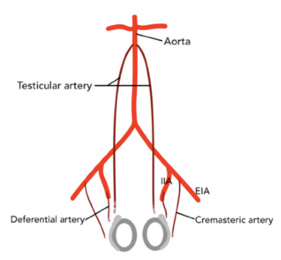 <p>The iliac arteries.</p>