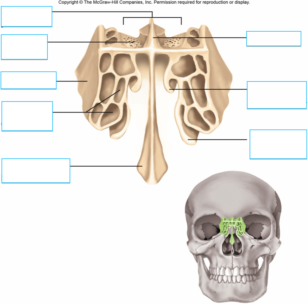 <p>Ethmoid Bone</p>