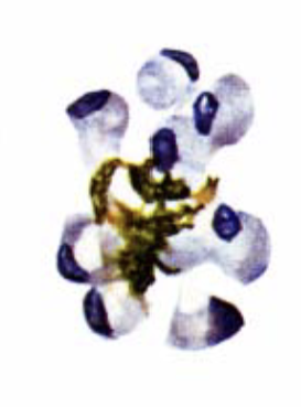 <p>What organism is this?</p>