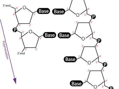 <p>3’OH forms PDE bond with 5’ phosphate in the ribose backbone, </p><p>1’ bases H bond together</p><p></p>