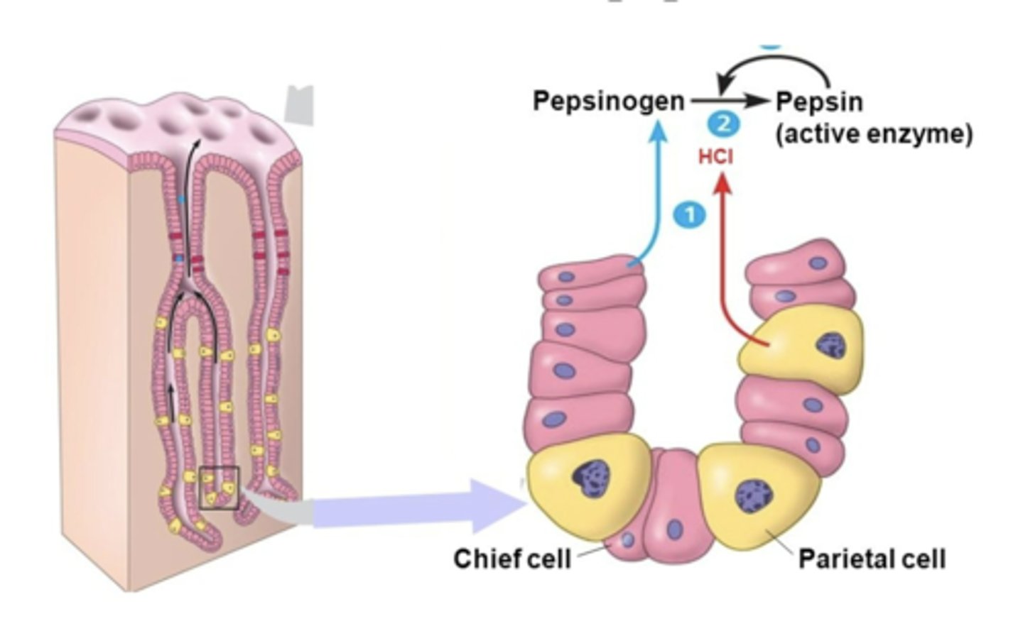 <p>Pepsinogen cleavage to active pepsin </p><p>- dependent on an intragastric pH < 3, thus requiring HCl secretion</p><p>- therefore, Pepsinogen cleavage is typically instantaneous at the normal intragastric pH < 2</p><p>- Pepsin itself can also cleave Pepsinogen, amplifying acid activation.</p><p>Nevertheless, HCl &amp; Pepsin are NOT essential for normal protein digestion</p>