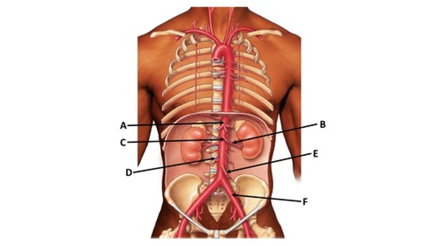 <p>Name the blood vessel labeled 'D'.</p>