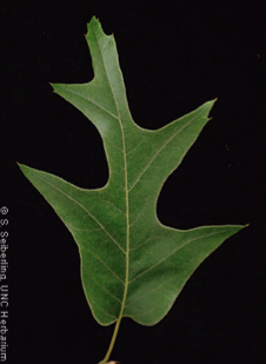 <p>An oak species; its distinctive leaves have 3 to 5 sharply pointed, often curved, bristle-tipped lobes, and the base of the leaf is rounded and often lopsided.</p>