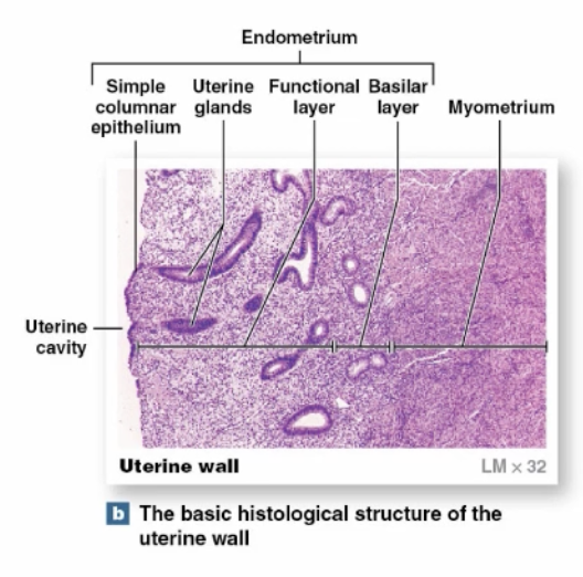 <p><span style="font-family: Arial, sans-serif;"><span>-attaches endometrium/myometrium</span></span></p><p><span><span>-remains relatively constant during uterine cycle</span></span></p>