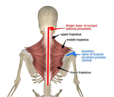 <p><strong>origin:</strong> occipital protuberance and C7-T12 spinous processes</p><p><strong>insertion:</strong> clavicle, acromion process, scapula</p><p><strong>innervation:</strong> CN XI, C3 and C4</p><p><strong>action:</strong> upper fibers- retracts/adducts, elevates, and rotates scapula</p><p>lower fibers- depresses scapula</p>