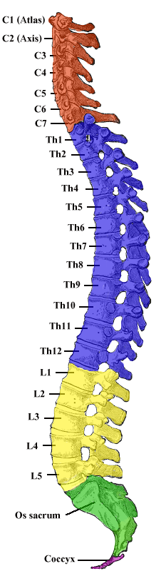 <p><em>columna vertebralis</em></p>