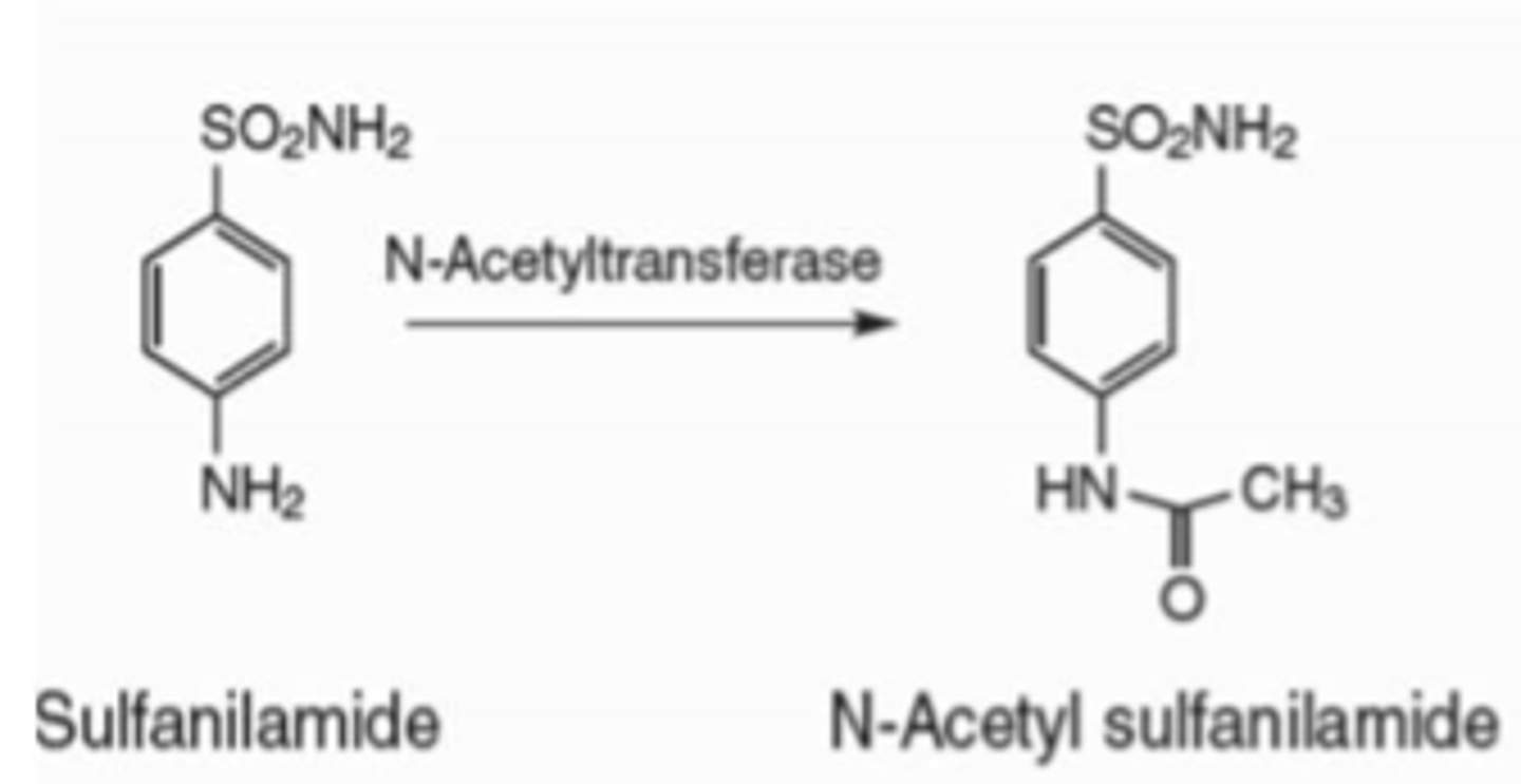 <p>n-acetylation</p>