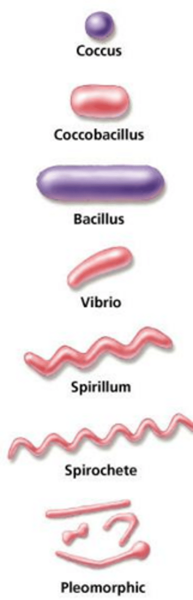 <p>Bacteria that exist exclusively as a single, defined shape.</p>