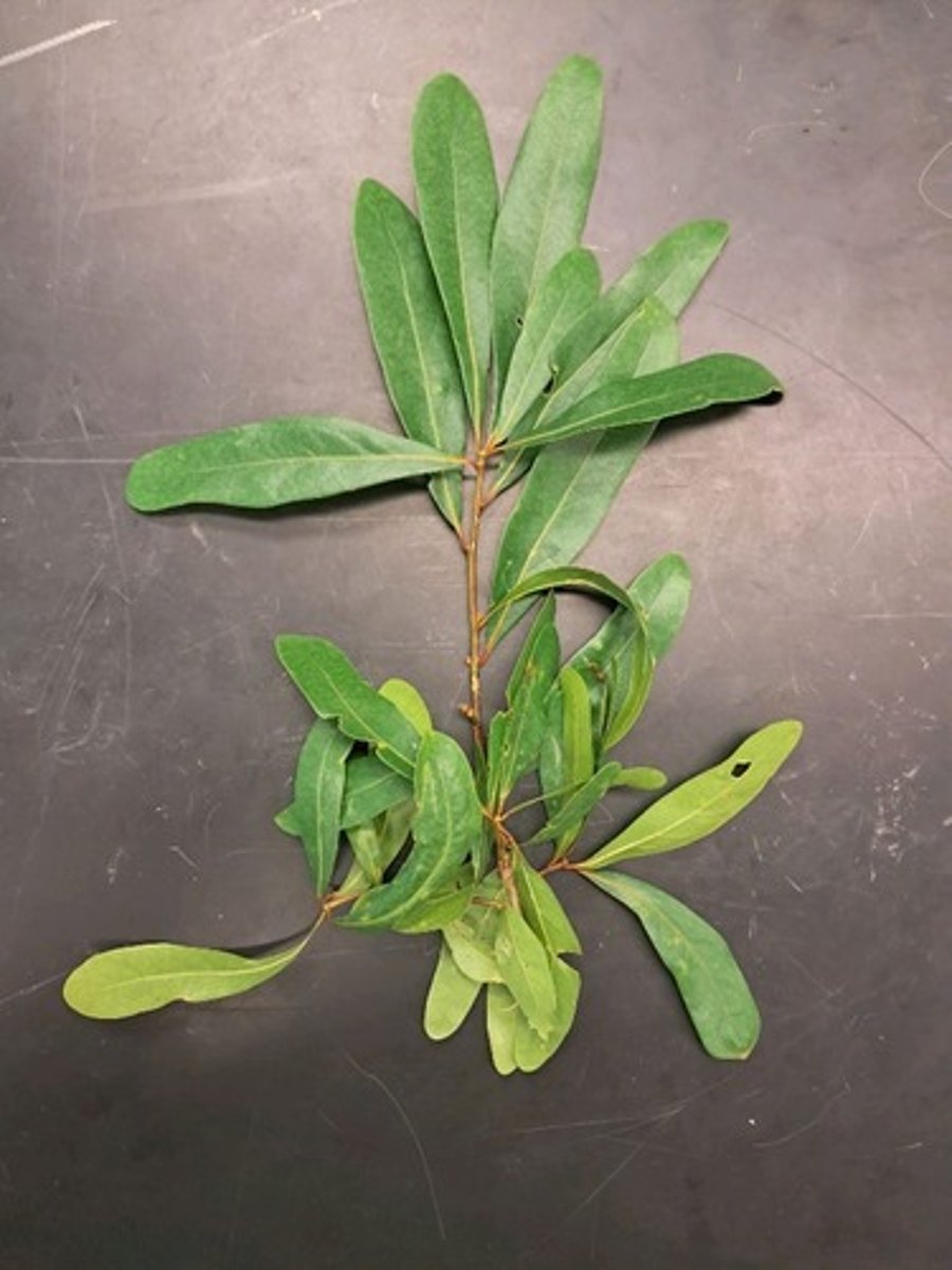 <p>Is this plant native to the United States?</p>