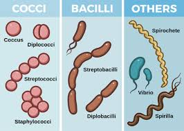 <p>Bacterial shapes</p>