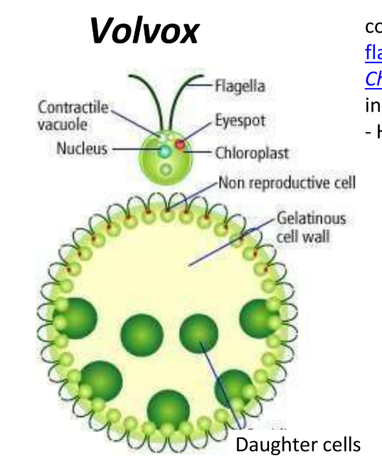 <p>volvox </p><ul><li><p>cells are embedded in the surface of a hollow sphere or <u>coenobium </u>containing an <u>extracellular matrix</u> made of gelatinous <u>glycoprotein </u></p></li></ul><p></p>