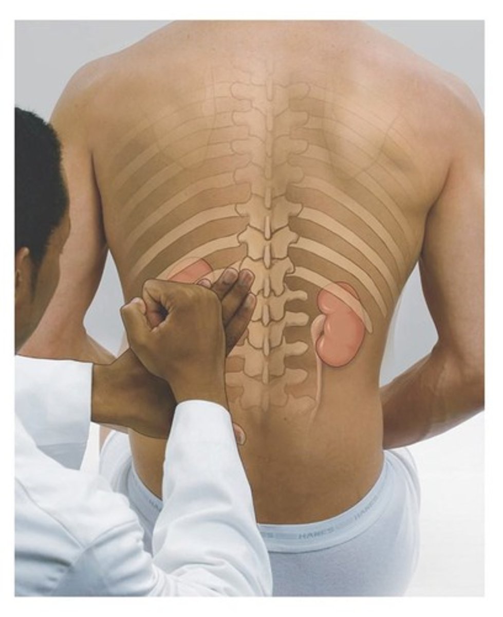 <p>Firm touch to assess internal organs.</p>