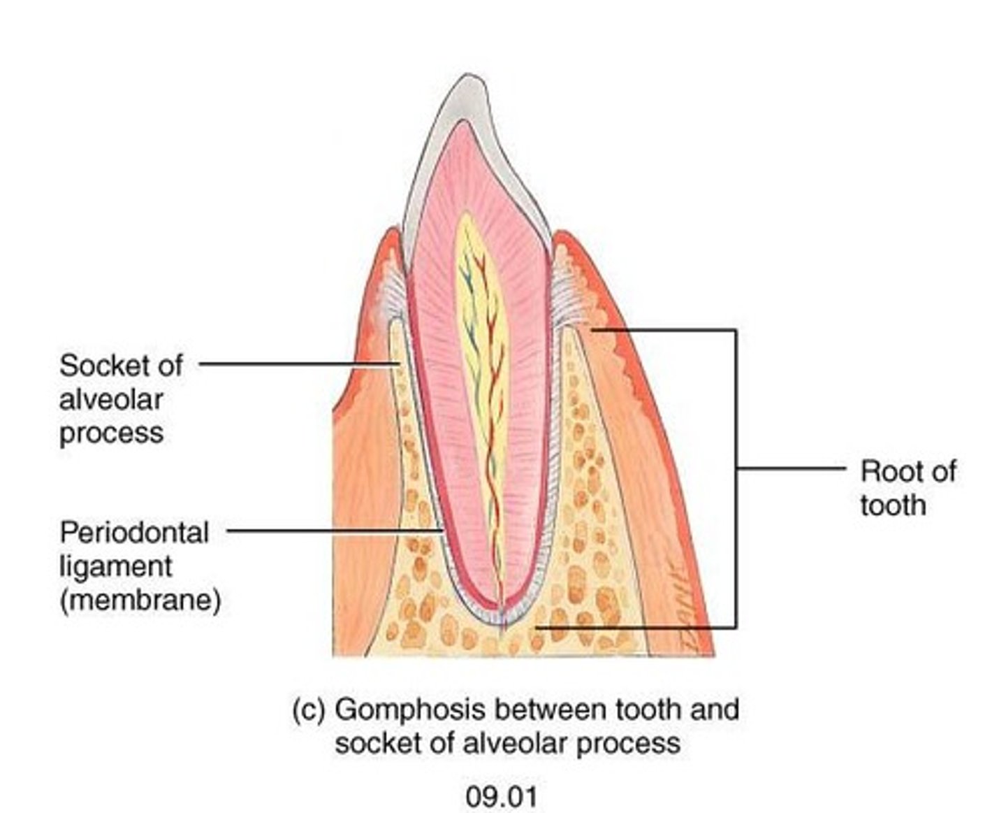 <p>Immovable joint; joint in which a cone-shaped peg fits into a socket; articulations of the teeth with the sockets of the maxillae and mandible</p>
