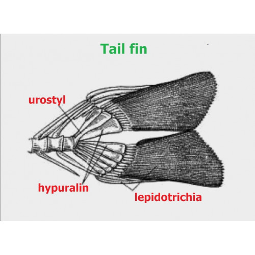 <p>lepidotrichia</p>