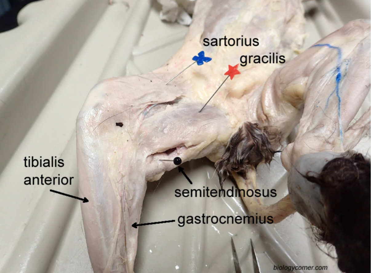 <p>Sartorius muscle action: flexes hip/extends stifle</p><p>Gracilis muscle action: adducts limb/ flexes stifle/ extends hip and hock</p>