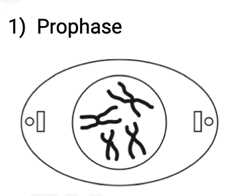 <ul><li><p><span>centrosomes migrate to opposite poles of mitotic spindle</span></p></li><li><p><span>chromatin starts to condense</span></p></li><li><p><span>nuclear envelope and nucleolus begin to disappear</span></p></li><li><p><span>centrosomes and migrate to opposite poles of the cell</span></p><p><span>and form poles of mitotic spindle</span></p></li><li><p><span>asters and spindle fibres form</span></p></li></ul>