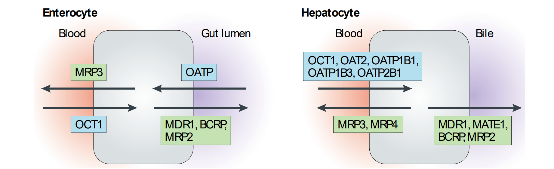 <p>Human cells contain an enormous variety of membrane bound transport proteins which have overlapping substrate specificity and are crucial for moving molecules in and out of cells</p><p></p><p>Drugs taken orally may be substrates for the many transporters that are present in both enterocytes (intestine) and in hepatocytes (liver), as well as cells lining the BBB and target tissue </p><ul><li><p>Two superfamilies - Solute carrier proteins (SLCs) that import molecules into cells OCT = Organic Cation Transporter; OATP = Organic Anion Transport Protein ATP-binding cassette proteins (ABCs) that export molecules out (efflux) </p></li><li><p>Drugs that are both extensively metabolized and are substrates for ABC/MDR/MRP efflux pumps have poor oral bioavailability. Inhibitors of efflux proteins can increase bioavailability.</p></li></ul><p></p>
