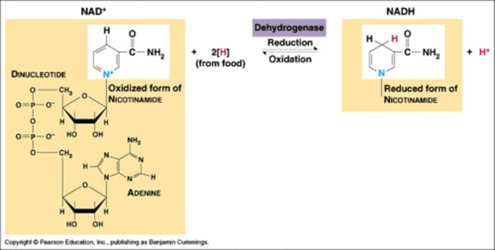 <p>reduced electron carrier molecule formed during CR</p>