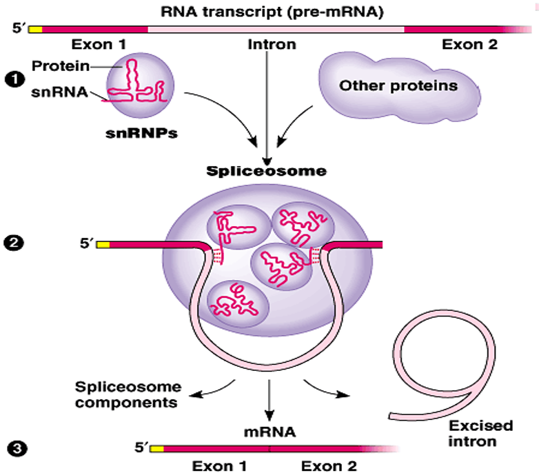 <p>A spliceosome, made of snRNPs (proteins + snRNA), cuts out introns by splicing at specific sequences, releasing the intron as a "lariat" RNA.</p>
