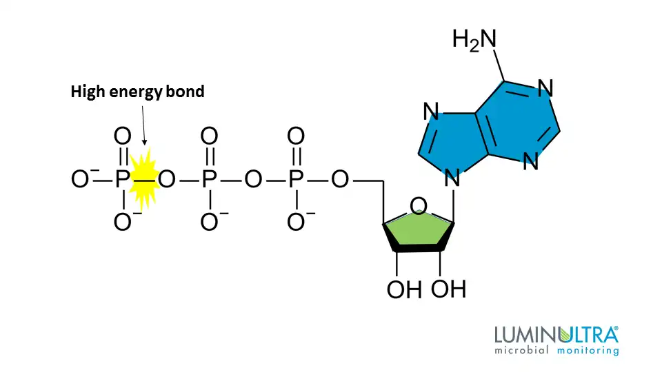 <p>The cell's energy shuttle; composed of adenine, ribose, and three phosphate groups. Hydrolysis of ATP is exergonic (ΔG = -7.3 kcal/mol).</p>