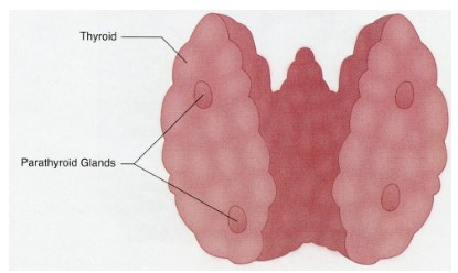 <p>produces <u>parathyroid hormone</u></p><ul><li><p>reverses low blood calcium levels</p><ul><li><p>stimulates osteoclasts to remove calcium from bone</p></li><li><p>stimulates kidney to reabsorb calcium</p></li><li><p>stimulates kidney to increase Vit. D activation</p><ul><li><p>promotes intestinal uptake of calcium</p></li></ul></li></ul></li></ul>