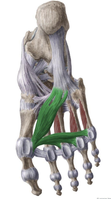 <p>MUSCLE:</p><p>ORIGIN:</p><p>INSERTION:</p><p>NERVE:</p><p>ACTION:</p>