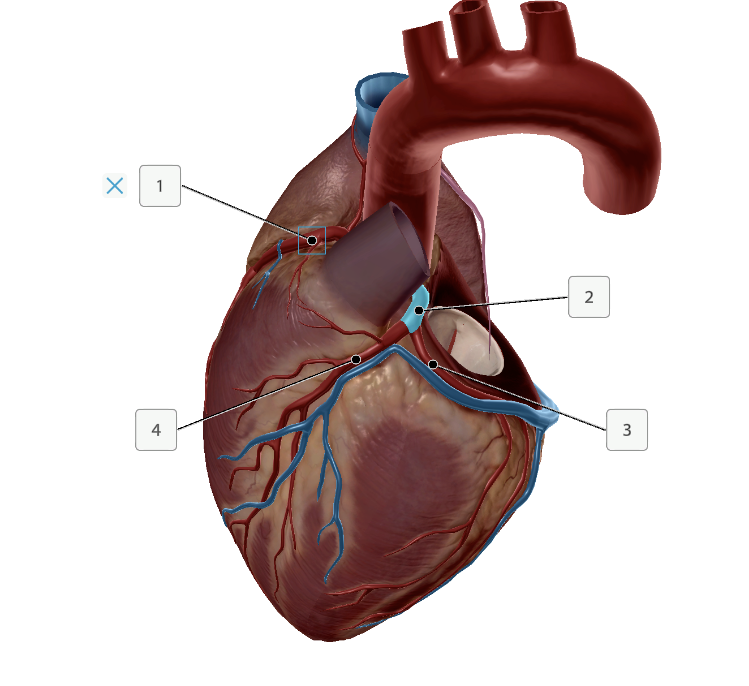 <p>Name these structures</p>