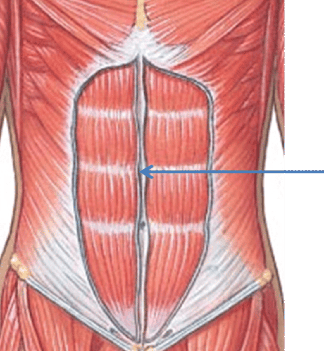 <p>The linea alba is a median furrow from the xiphoid process to the pubis. It consists of a tough, tendinous raphe of interlacing fibers of the aponeuroses of each side</p>