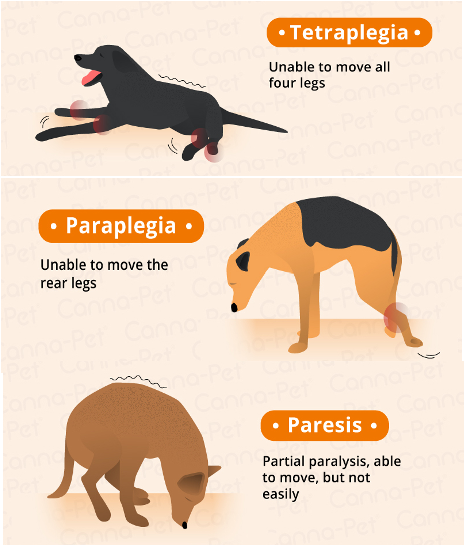 <p>A quick initial assessment focusing on major organ systems to identify immediate life-threatening problems.</p>