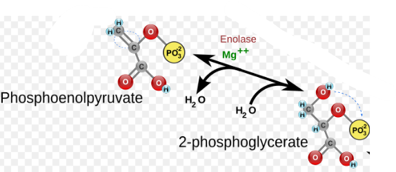 <p>Enolase (ENO), Phosphoenolpyruvate (PEP) and the release of water. </p>