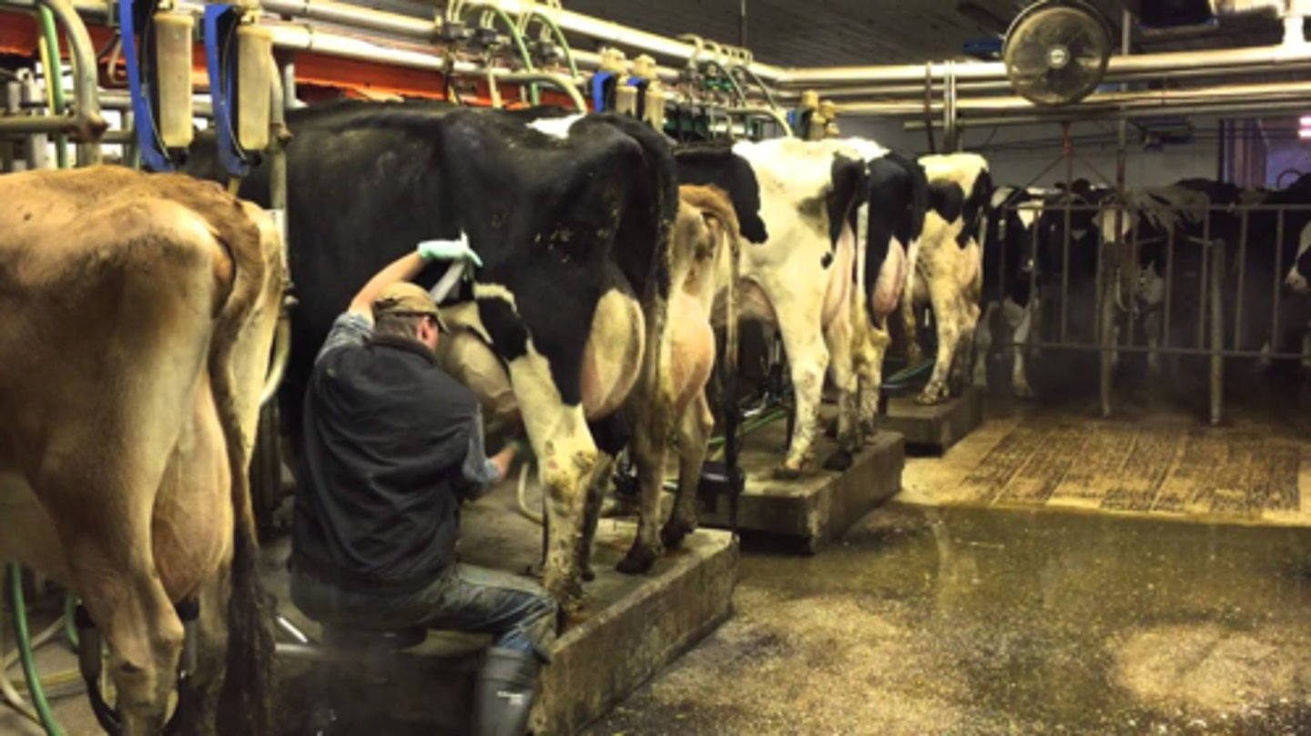<p>What type of milking parlor is this?</p>