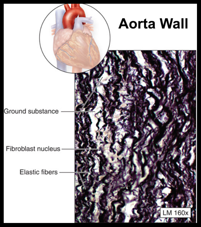 <ul><li><p>elastic fibers allow elastic tissue to expand and recoil w/o damage </p><ul><li><p>aorta wall</p></li></ul></li></ul><p></p>