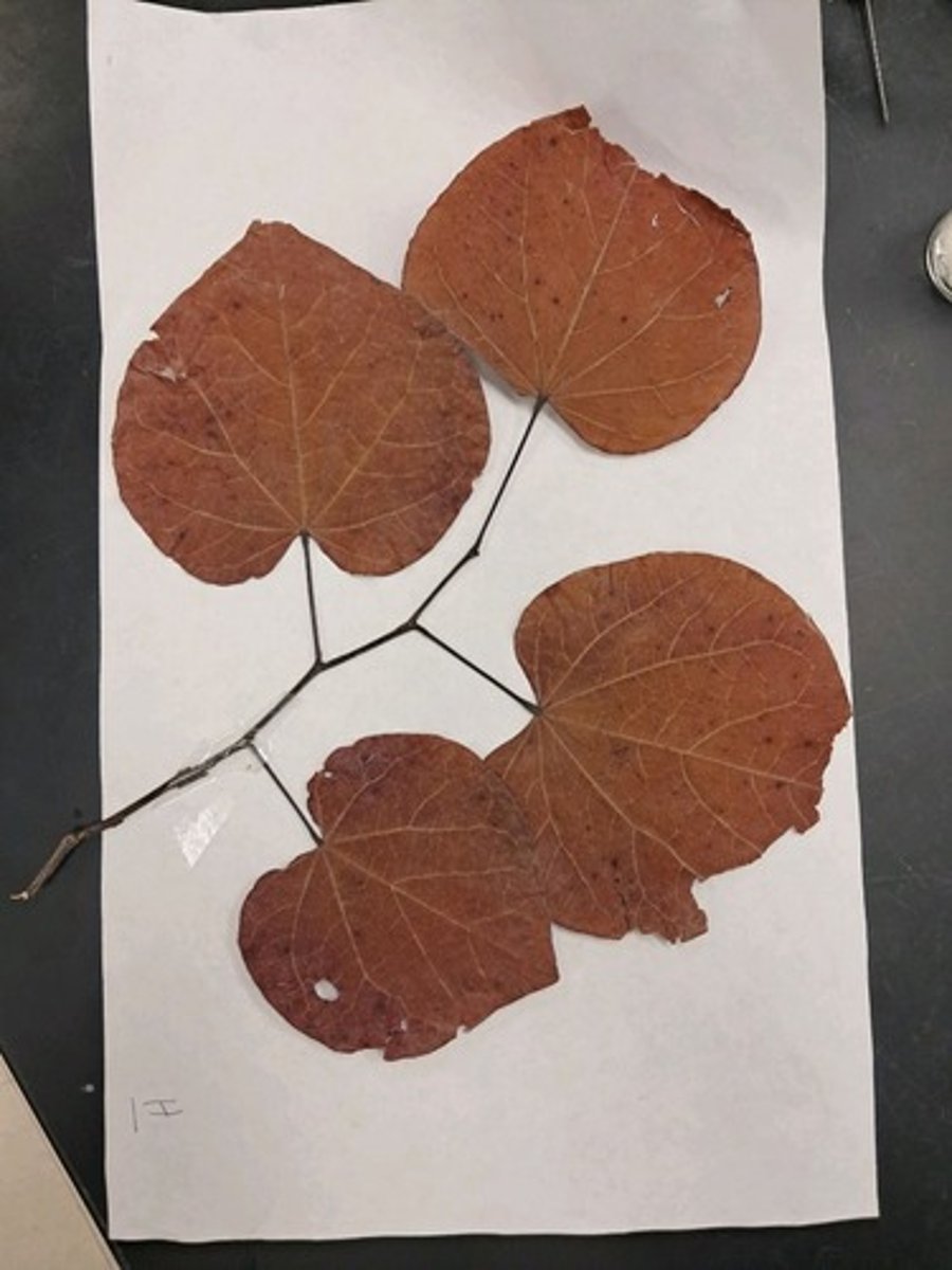 <p>Is this plant native to the United States?</p>