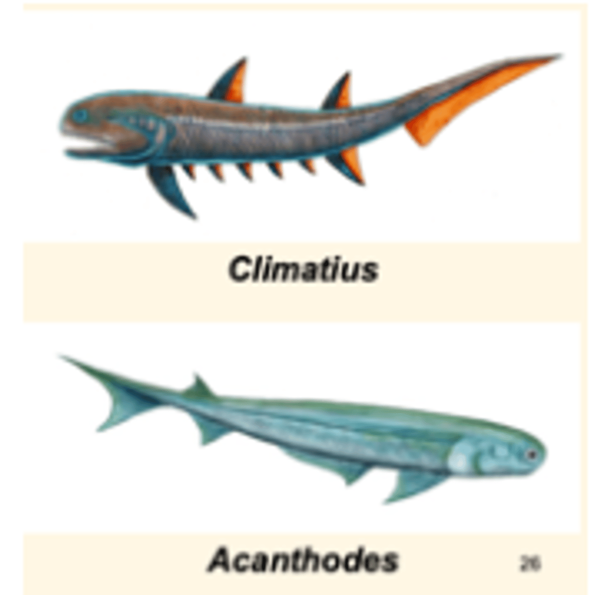 <p>Spiny fishes with jaws</p>