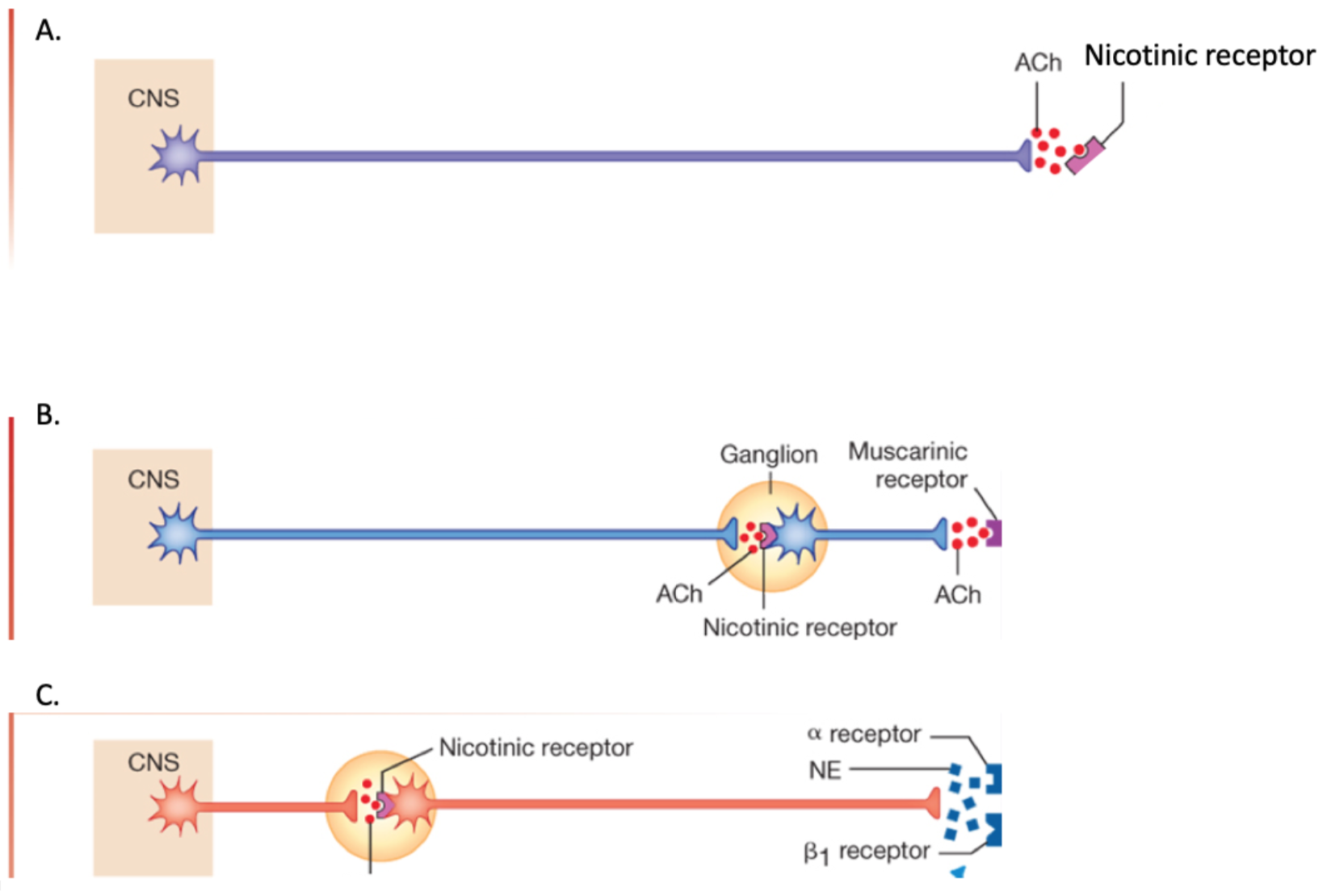 <p>Which of the following represents a somatic motor pathway?</p>